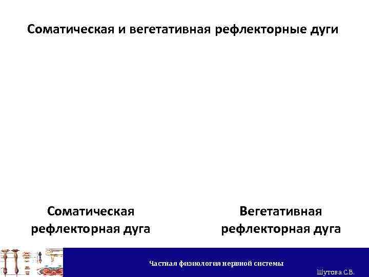 Соматическая и вегетативная рефлекторные дуги Соматическая рефлекторная дуга Вегетативная рефлекторная дуга Частная физиология нервной