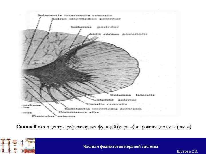 Спинной мозг: центры рефлекторных функций (справа) и проводящие пути (слева) Частная физиология нервной системы