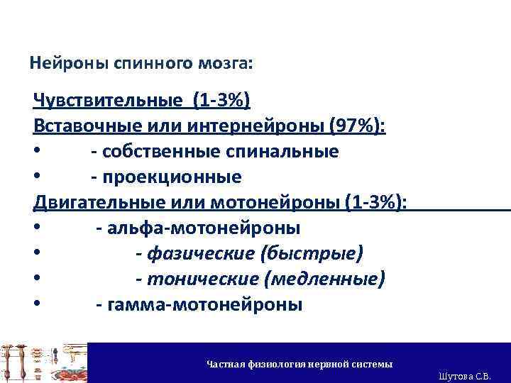 Нейроны спинного мозга: Чувствительные (1 -3%) Вставочные или интернейроны (97%): • - собственные спинальные