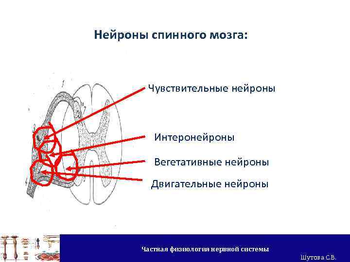 Нейроны спинного мозга