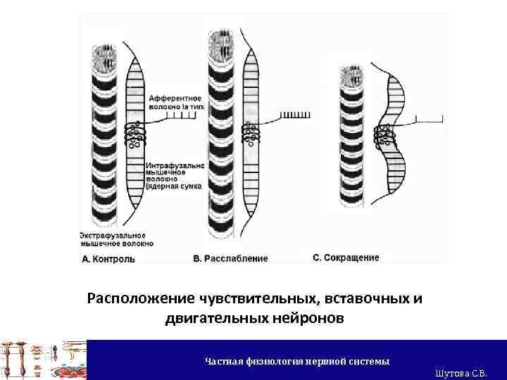 Расположение чувствительных, вставочных и двигательных нейронов Частная физиология нервной системы Шутова С. В. 