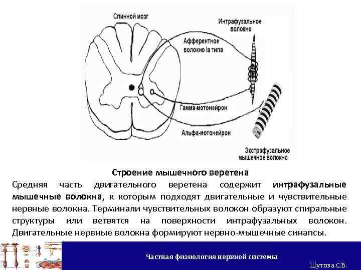 Строение мышечного веретена Средняя часть двигательного веретена содержит интрафузальные мышечные волокна, к которым подходят