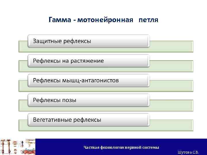 Гамма - мотонейронная петля Частная физиология нервной системы Шутова С. В. 