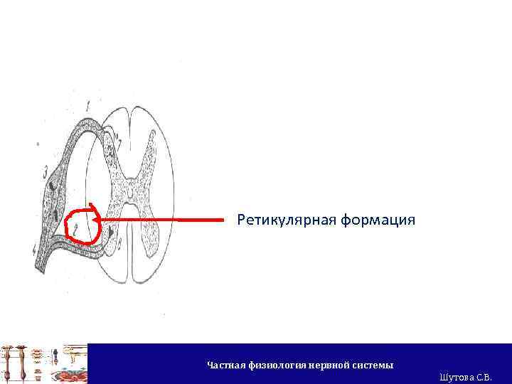 Ретикулярная формация Частная физиология нервной системы Шутова С. В. 