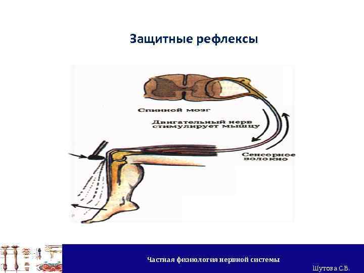 Защитные рефлексы Частная физиология нервной системы Шутова С. В. 