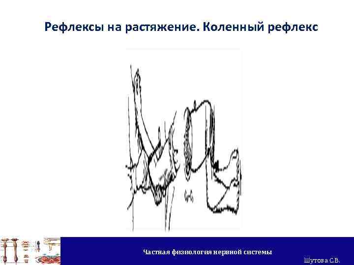 Рефлексы на растяжение. Коленный рефлекс Частная физиология нервной системы Шутова С. В. 