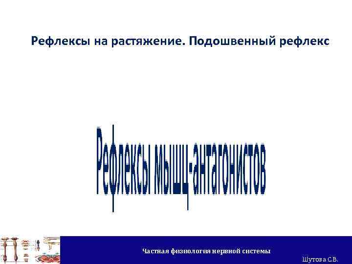 Рефлексы на растяжение. Подошвенный рефлекс Частная физиология нервной системы Шутова С. В. 