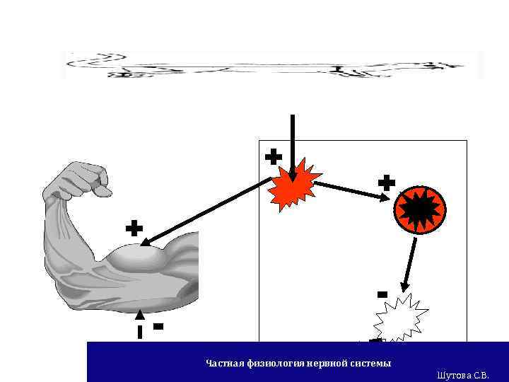 + + + - Частная физиология нервной системы Шутова С. В. 