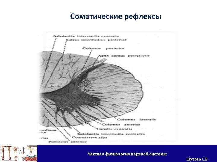 Соматические рефлексы Частная физиология нервной системы Шутова С. В. 