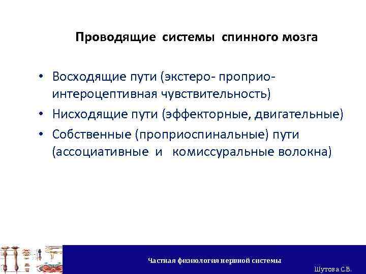 Проводящие системы спинного мозга • Восходящие пути (экстеро- проприоинтероцептивная чувствительность) • Нисходящие пути (эффекторные,