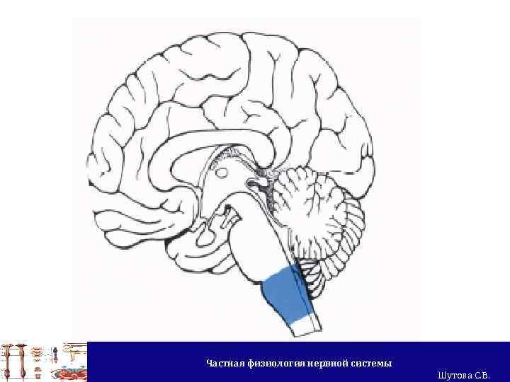 Частная физиология нервной системы Шутова С. В. 
