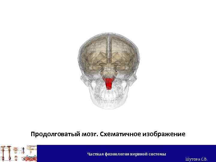 Продолговатый мозг. Схематичное изображение Частная физиология нервной системы Шутова С. В. 