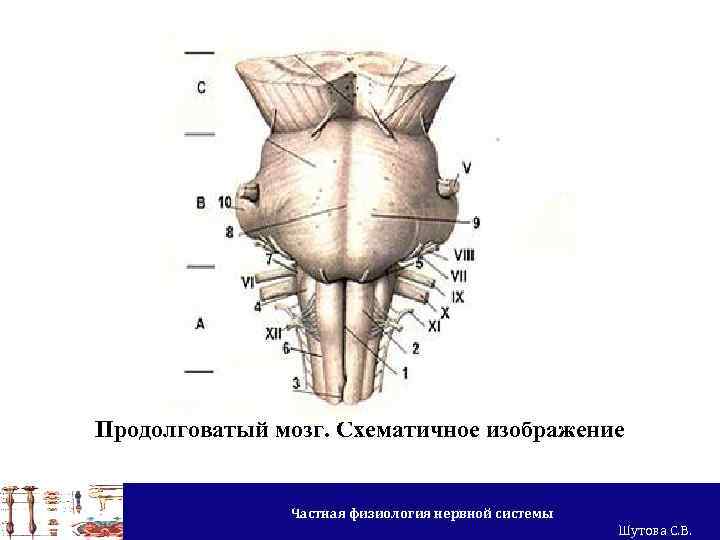 Продолговатый мозг картинка с подписями