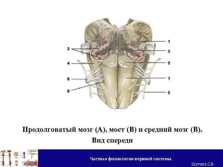 Продолговатый мозг (А), мост (В) и средний мозг (В). Вид спереди Частная физиология нервной