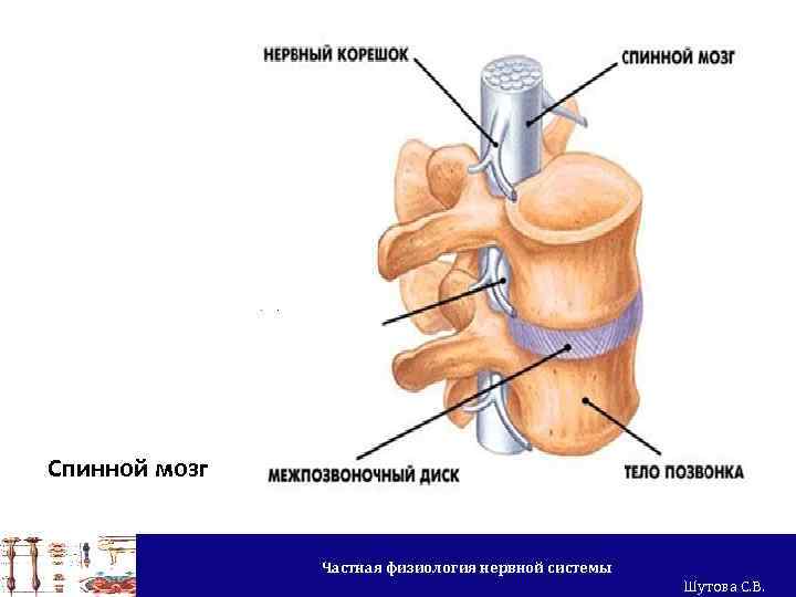 Спинной мозг Частная физиология нервной системы Шутова С. В. 