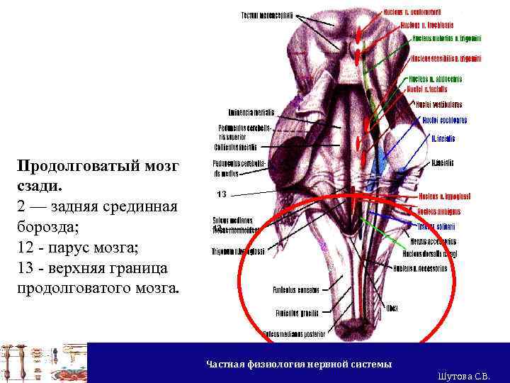 Задняя срединная борозда