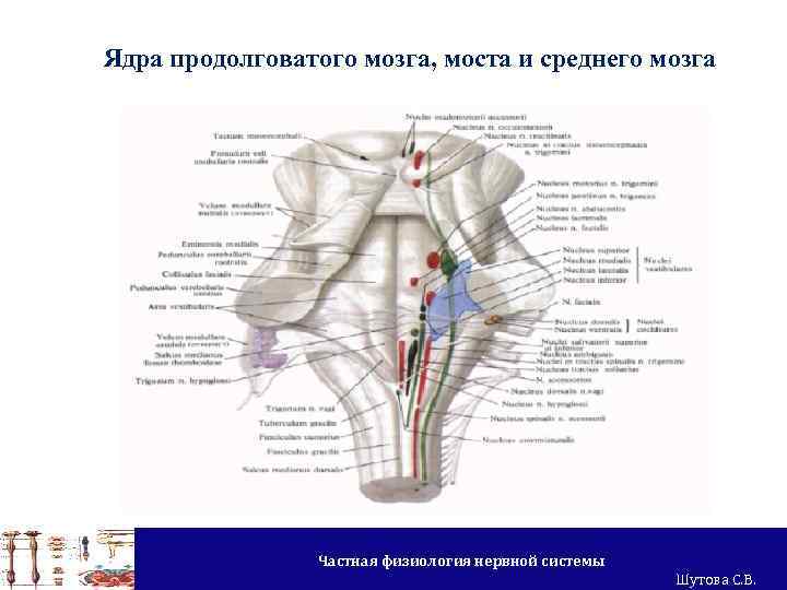 Продолговатый мозг ядра серого вещества