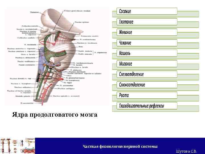 Ядра продолговатого мозга Частная физиология нервной системы Шутова С. В. 