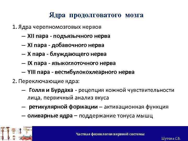 Ядра продолговатого мозга 1. Ядра черепномозговых нервов – XII пара - подъязычного нерва –