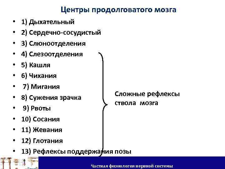 Центры продолговатого мозга • • • • 1) Дыхательный 2) Сердечно-сосудистый 3) Слюноотделения 4)