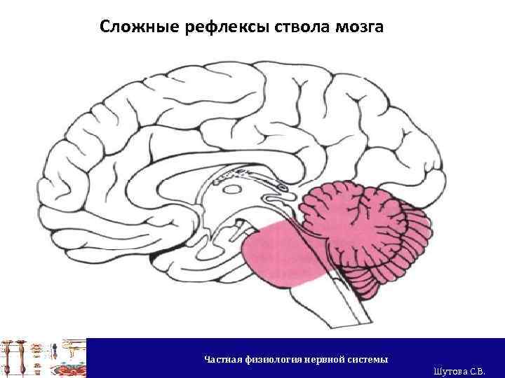 Сложные рефлексы ствола мозга Частная физиология нервной системы Шутова С. В. 