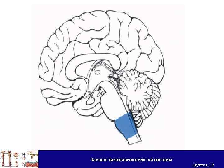 Частная физиология нервной системы Шутова С. В. 