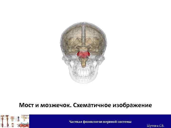 Мост и мозжечок. Схематичное изображение Частная физиология нервной системы Шутова С. В. 