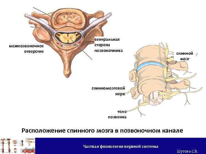 межпозвоночное отверстие вентральная сторона позвоночника спинной мозг спинномозговой нерв тело позвонка Расположение спинного мозга