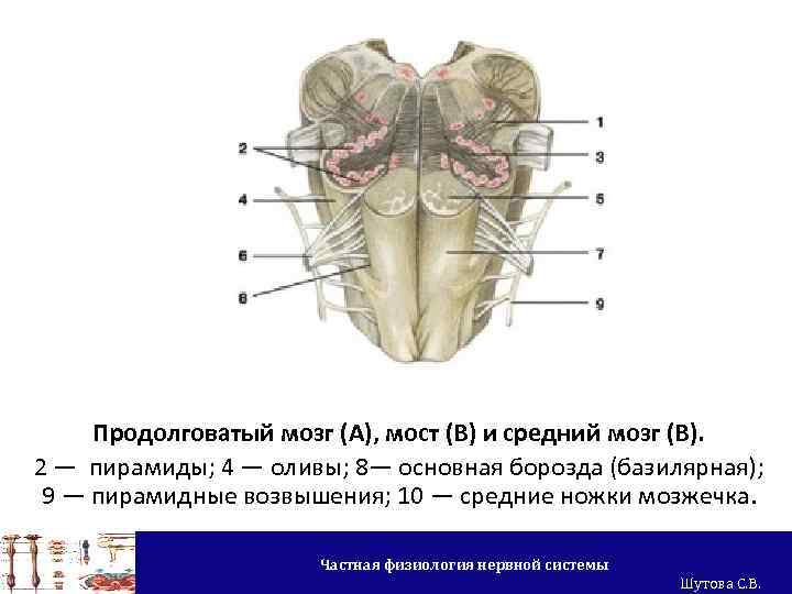 Продолговатый мозг (А), мост (В) и средний мозг (В). 2 — пирамиды; 4 —