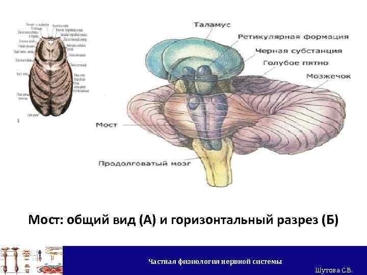 Мост: общий вид (А) и горизонтальный разрез (Б) Частная физиология нервной системы Шутова С.