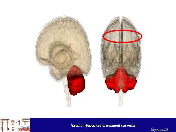 Частная физиология нервной системы Шутова С. В. 