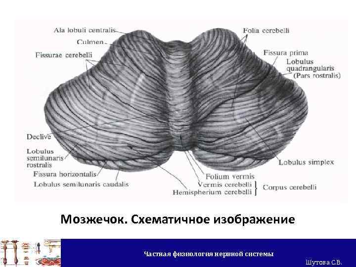 Мозжечок. Схематичное изображение Частная физиология нервной системы Шутова С. В. 