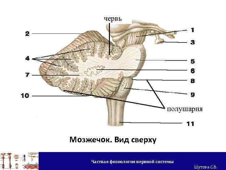 червь полушария Мозжечок. Вид сверху Частная физиология нервной системы Шутова С. В. 