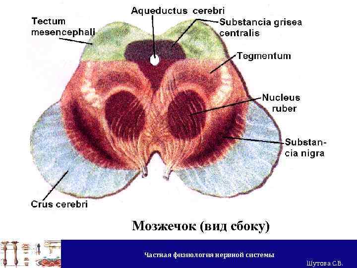 Мозжечок (вид сбоку) Частная физиология нервной системы Шутова С. В. 