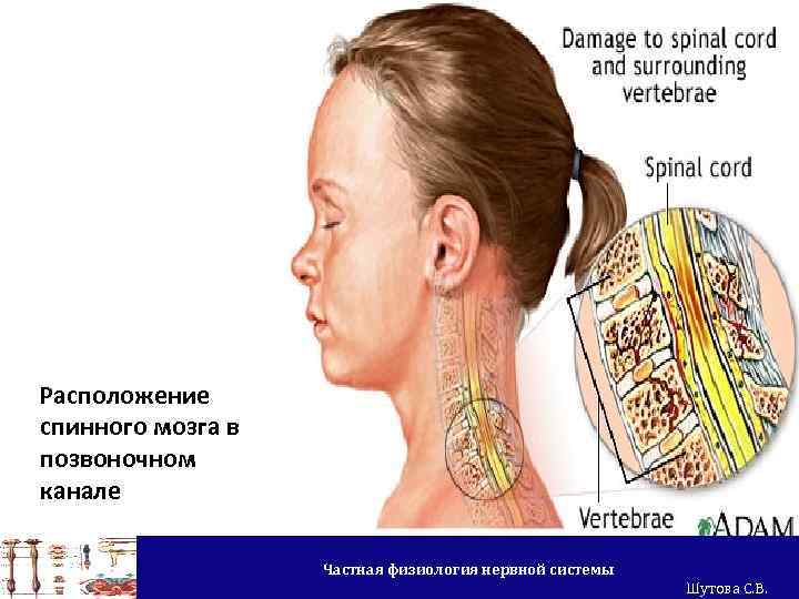 Расположение спинного мозга в позвоночном канале Частная физиология нервной системы Шутова С. В. 