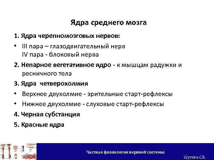 Ядра среднего мозга 1. Ядра черепномозговых нервов: • III пара – глазодвигательный нерв IV