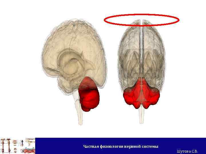 Частная физиология нервной системы Шутова С. В. 