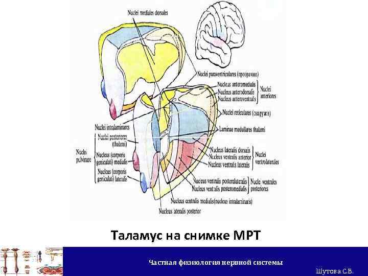 Таламус на снимке МРТ Частная физиология нервной системы Шутова С. В. 