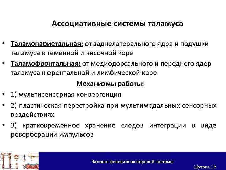 Ассоциативные системы таламуса • Таламопариетальная: от заднелатерального ядра и подушки таламуса к теменной и