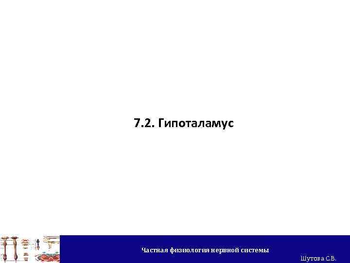 7. 2. Гипоталамус Частная физиология нервной системы Шутова С. В. 