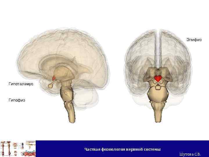 Эпифиз на рисунке