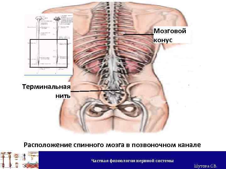 Мозговой конус Терминальная нить Расположение спинного мозга в позвоночном канале Частная физиология нервной системы