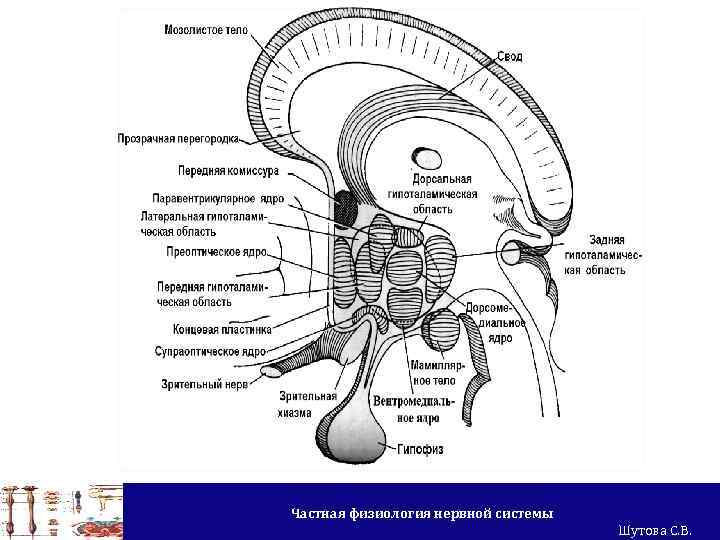 Частная физиология нервной системы Шутова С. В. 