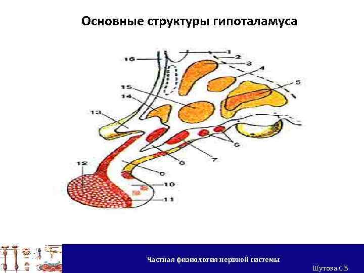 Основные структуры гипоталамуса Частная физиология нервной системы Шутова С. В. 