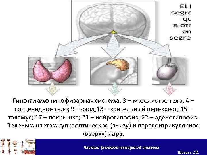 Гипоталамо-гипофизарная система. 3 – мозолистое тело; 4 – сосцевидное тело; 9 – свод; 13