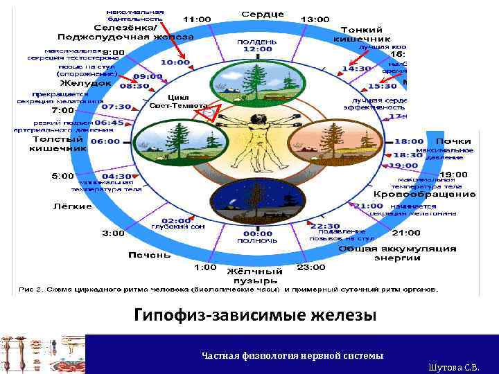 Гипофиз-зависимые железы Частная физиология нервной системы Шутова С. В. 