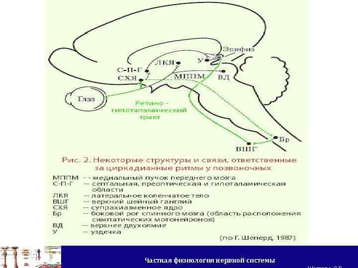 Частная физиология нервной системы 