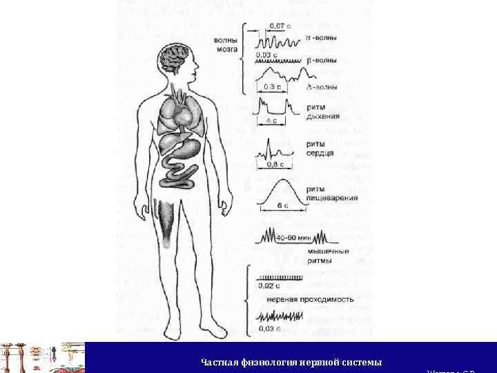 Частная физиология нервной системы 