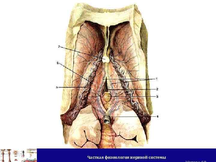 Частная физиология нервной системы 