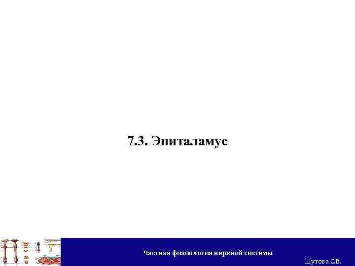 7. 3. Эпиталамус Частная физиология нервной системы Шутова С. В. 